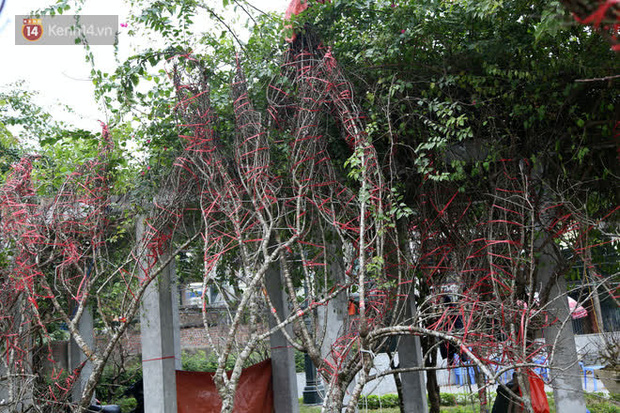 Hà Nội: Những cành đào rừng Sơn La được dán tem đầu tiên rủng rỉnh” xuống phố chờ khách mua về chơi Tết-7