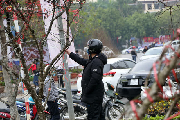 Hà Nội: Những cành đào rừng Sơn La được dán tem đầu tiên rủng rỉnh” xuống phố chờ khách mua về chơi Tết-8