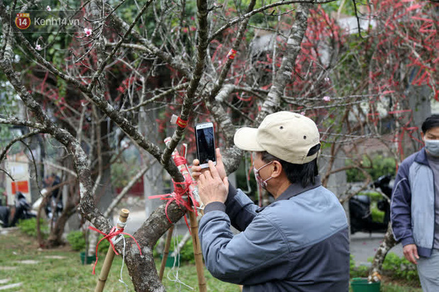 Hà Nội: Những cành đào rừng Sơn La được dán tem đầu tiên rủng rỉnh” xuống phố chờ khách mua về chơi Tết-13