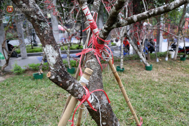 Hà Nội: Những cành đào rừng Sơn La được dán tem đầu tiên rủng rỉnh” xuống phố chờ khách mua về chơi Tết-14