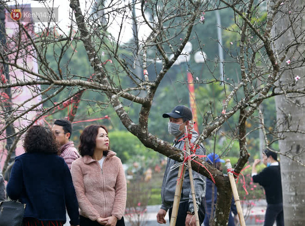 Hà Nội: Những cành đào rừng Sơn La được dán tem đầu tiên rủng rỉnh” xuống phố chờ khách mua về chơi Tết-15