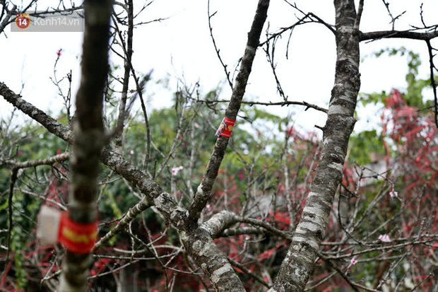 Hà Nội: Những cành đào rừng Sơn La được dán tem đầu tiên rủng rỉnh” xuống phố chờ khách mua về chơi Tết-9