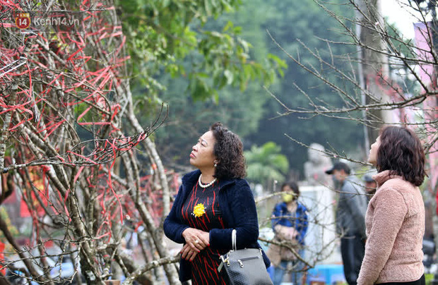 Hà Nội: Những cành đào rừng Sơn La được dán tem đầu tiên rủng rỉnh” xuống phố chờ khách mua về chơi Tết-20
