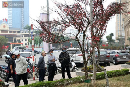 Hà Nội: Những cành đào rừng Sơn La được dán tem đầu tiên “rủng rỉnh” xuống phố chờ khách mua về chơi Tết