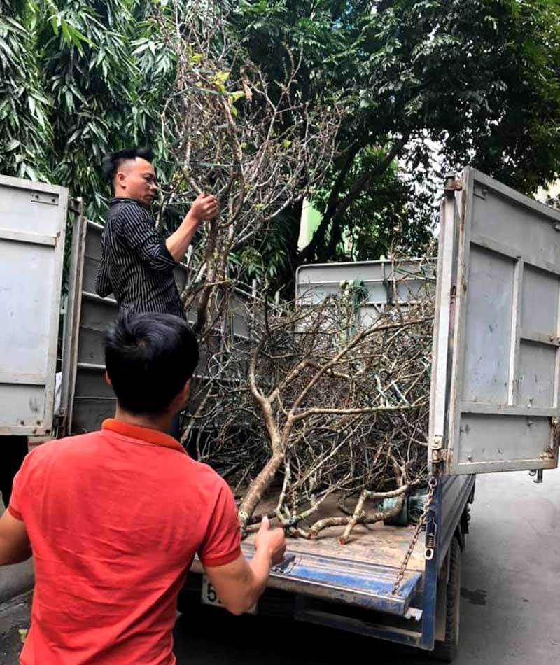 Cành hoa mận cổ về Hà Nội, giá tiền triệu vẫn hút dân mua chơi Tết-1