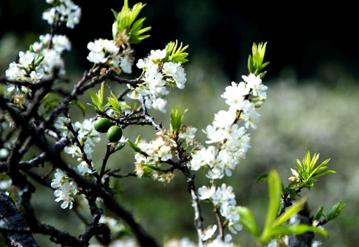 Cành hoa mận cổ về Hà Nội, giá tiền triệu vẫn hút dân mua chơi Tết-2