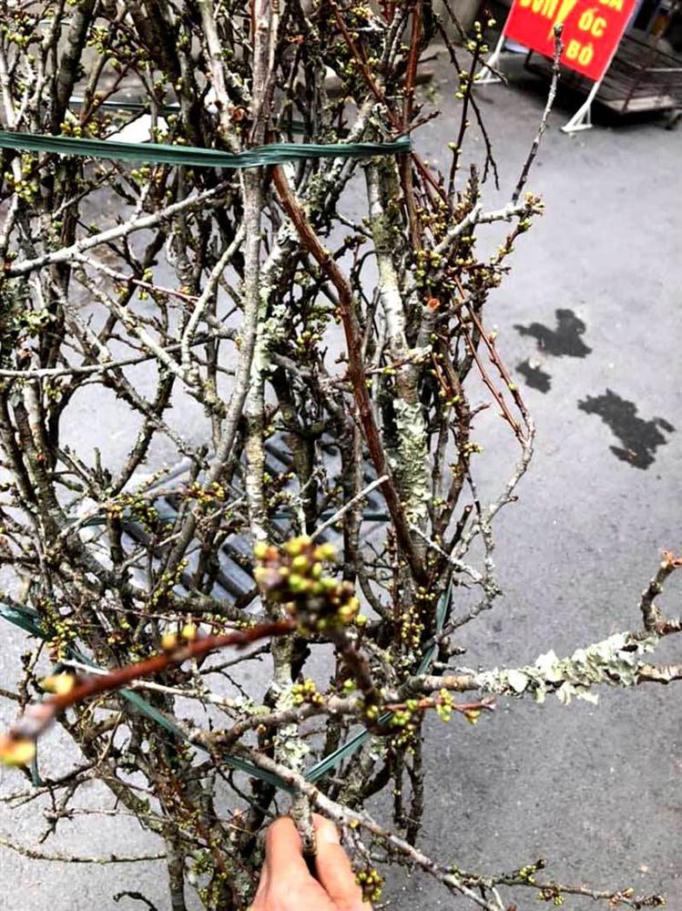 Cành hoa mận cổ về Hà Nội, giá tiền triệu vẫn hút dân mua chơi Tết-3