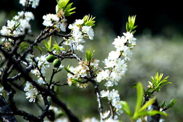 Hoa mận về phố nở trắng mê hoặc, khách chuộng cành dăm giá rẻ, cành mận khủng giảm mạnh-7