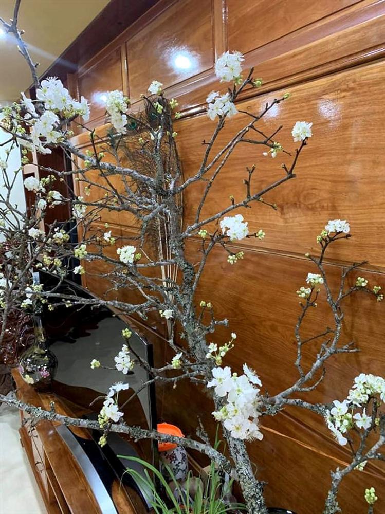 Cành hoa mận cổ về Hà Nội, giá tiền triệu vẫn hút dân mua chơi Tết-4
