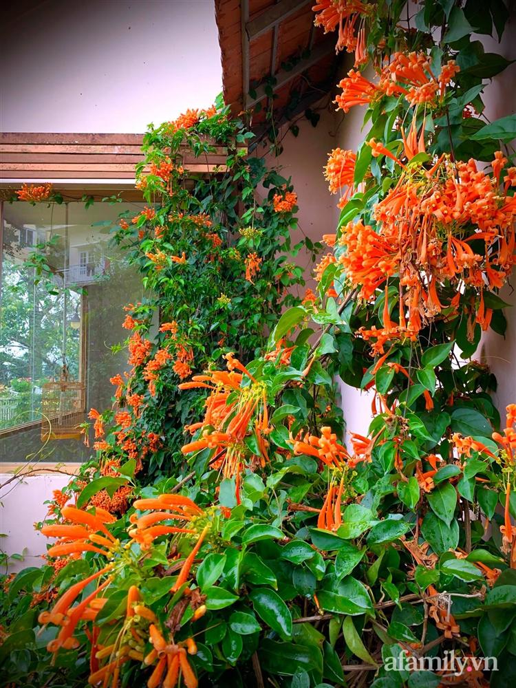 Ngôi nhà nhỏ yên bình sở hữu khu vườn đẹp như xứ sở thần tiên giữa lưng chừng đồi ở Đà Lạt-19