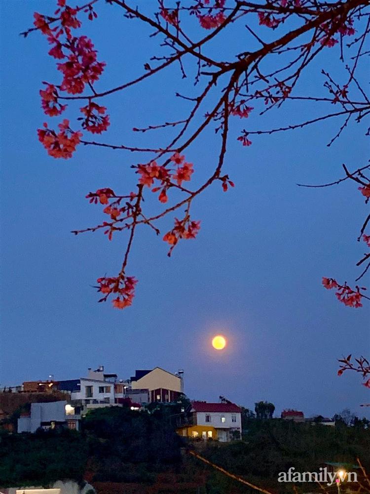 Ngôi nhà nhỏ yên bình sở hữu khu vườn đẹp như xứ sở thần tiên giữa lưng chừng đồi ở Đà Lạt-32