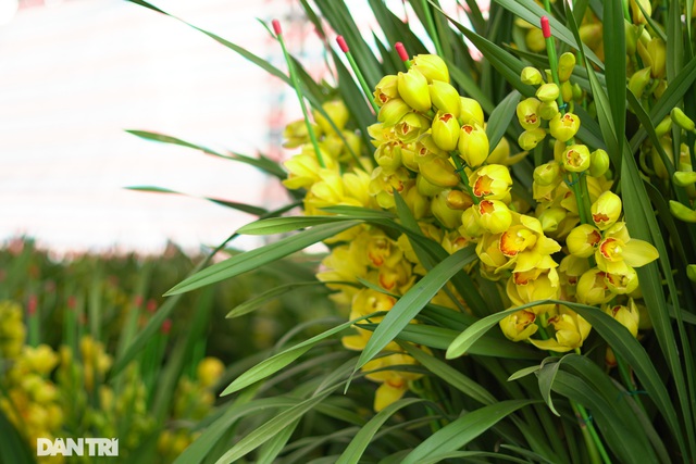 Hoa lan hồ điệp giá trăm triệu tấp nập xuống phố phục vụ đại gia chơi Tết-10