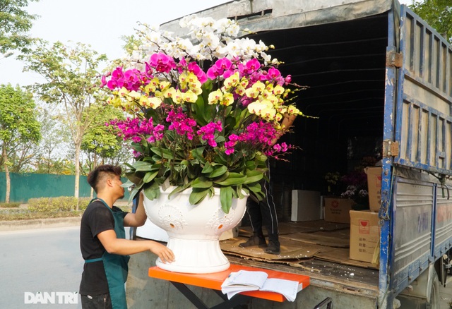 Hoa lan hồ điệp giá trăm triệu tấp nập xuống phố phục vụ đại gia chơi Tết-12