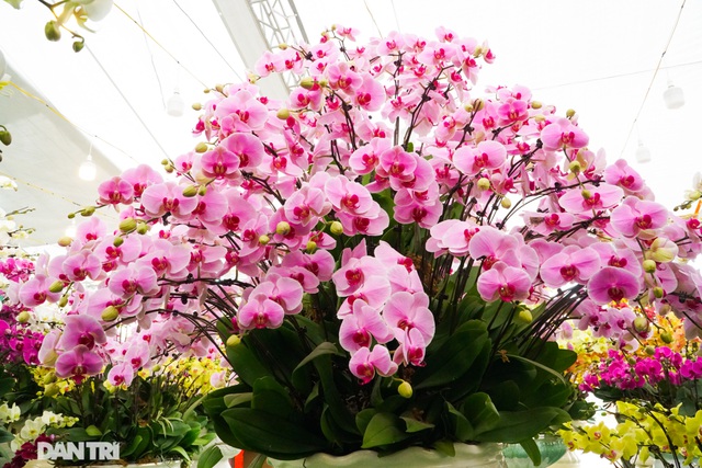Hoa lan hồ điệp giá trăm triệu tấp nập xuống phố phục vụ đại gia chơi Tết-2