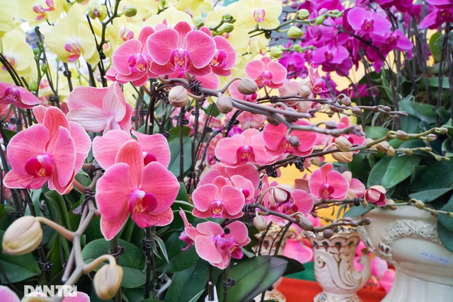 Hoa lan hồ điệp giá trăm triệu tấp nập xuống phố phục vụ đại gia chơi Tết-4