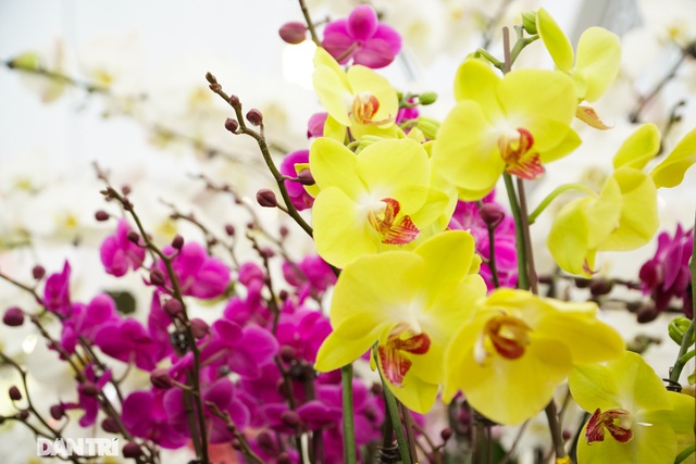 Hoa lan hồ điệp giá trăm triệu tấp nập xuống phố phục vụ đại gia chơi Tết-5