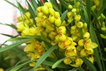 Hiếm có mùa Tết: Lan Trần Mộng siêu rẻ, 20 nghìn/cành hoa dài cả mét-5