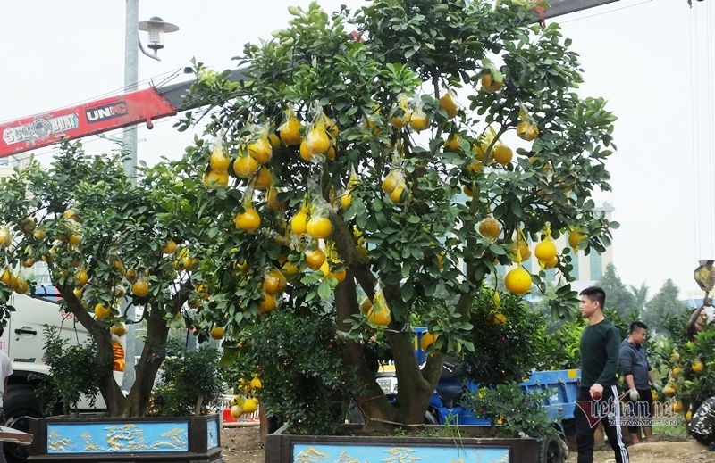 50 triệu 1 cây, lái buôn đổ xô gom bưởi cảnh bán Tết-1