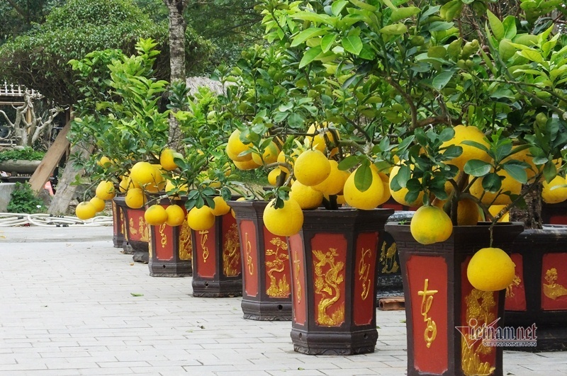 50 triệu 1 cây, lái buôn đổ xô gom bưởi cảnh bán Tết-10