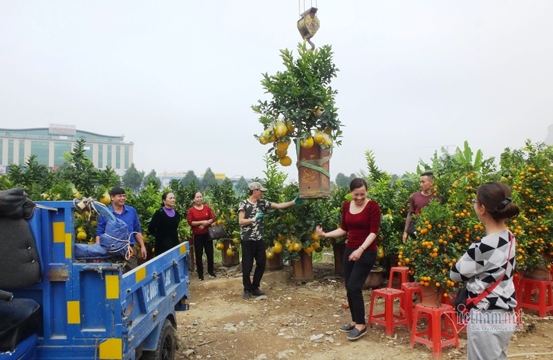 50 triệu 1 cây, lái buôn đổ xô gom bưởi cảnh bán Tết-11