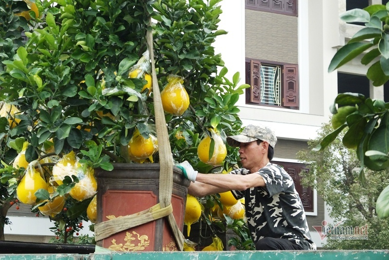 50 triệu 1 cây, lái buôn đổ xô gom bưởi cảnh bán Tết-12