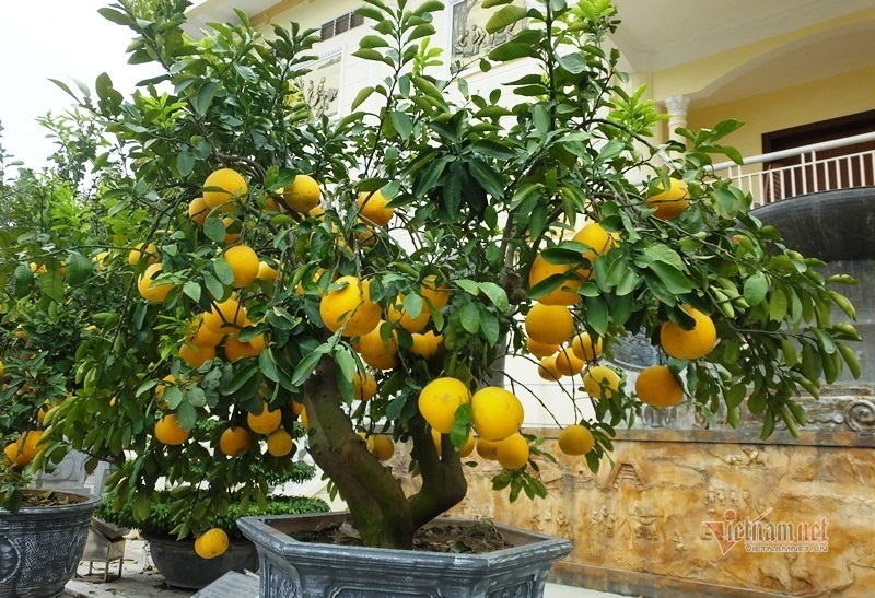 50 triệu 1 cây, lái buôn đổ xô gom bưởi cảnh bán Tết-2