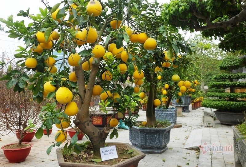 50 triệu 1 cây, lái buôn đổ xô gom bưởi cảnh bán Tết-7