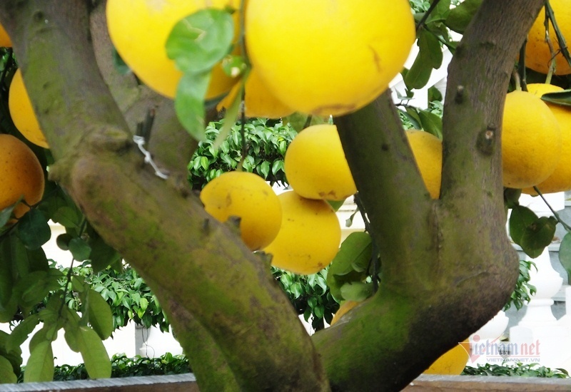 50 triệu 1 cây, lái buôn đổ xô gom bưởi cảnh bán Tết-8