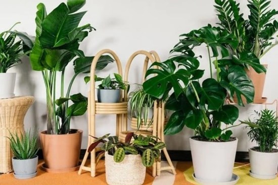 Trong tháng Chạp: Gia chủ đừng quên làm 5 việc tốt cho phong thủy, hút tài lộc vào nhà