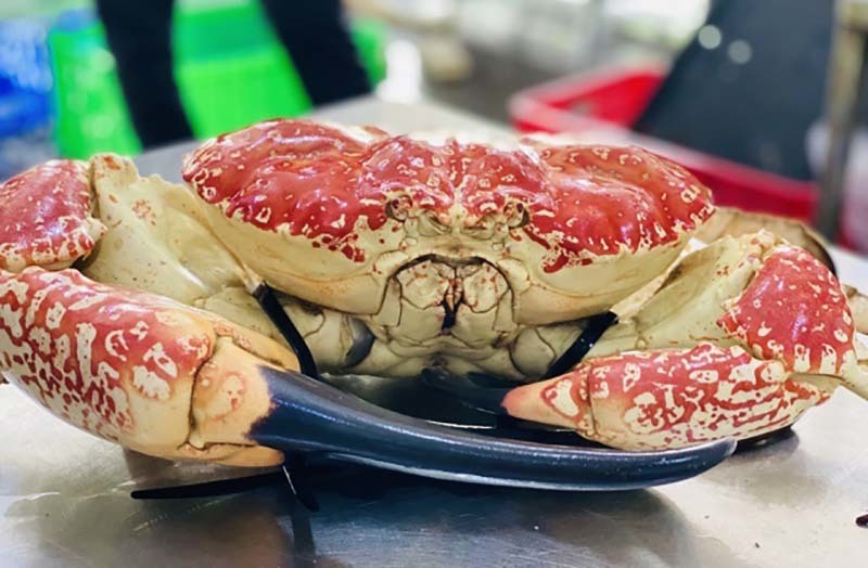 Cua Úc khổng lồ, đi máy bay về chợ Tết, giá giảm một nửa-2