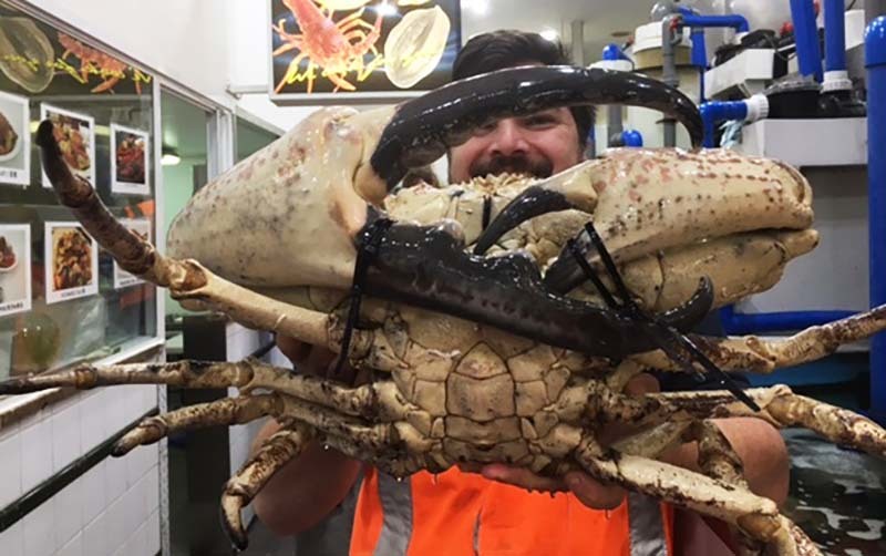 Cua Úc khổng lồ, đi máy bay về chợ Tết, giá giảm một nửa-1