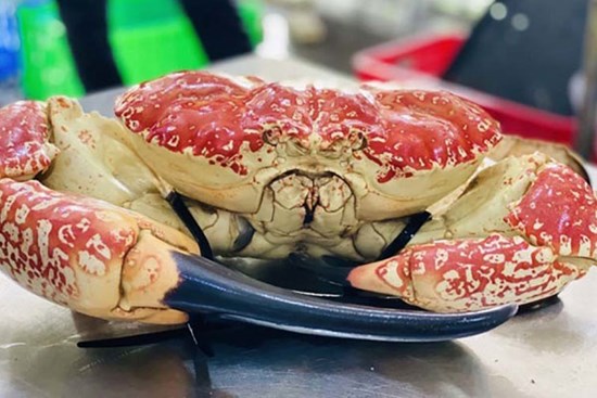 Cua Úc khổng lồ, đi máy bay về chợ Tết, giá giảm một nửa