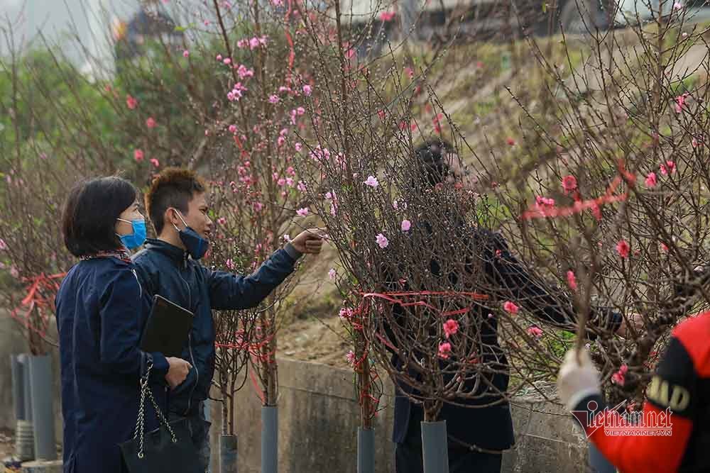 Đào Tết tăng giá hàng ngày, mỗi cành đắt thêm hàng trăm nghìn-1