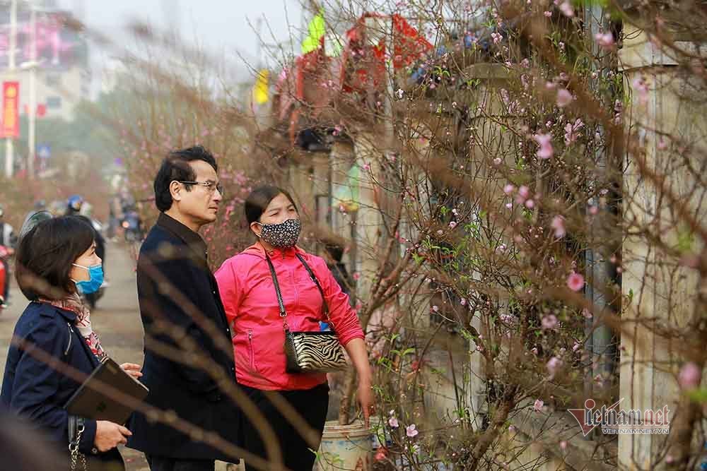 Đào Tết tăng giá hàng ngày, mỗi cành đắt thêm hàng trăm nghìn-3