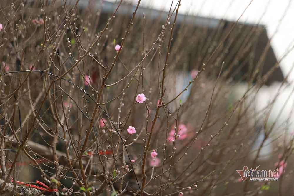Đào Tết tăng giá hàng ngày, mỗi cành đắt thêm hàng trăm nghìn-10