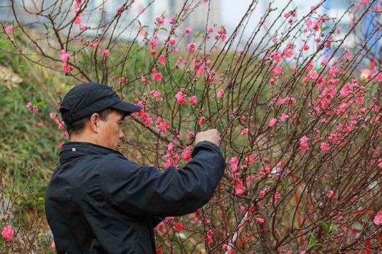 Đào Tết tăng giá hàng ngày, mỗi cành đắt thêm hàng trăm nghìn