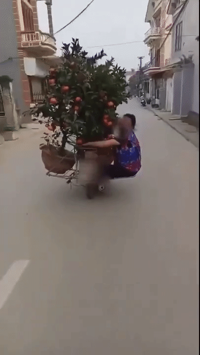 Clip: Người phụ nữ đu bám sau xe máy chở quất Tết để giữ cân bằng khiến cư dân mạng vừa trầm trồ vừa sợ hãi!-1