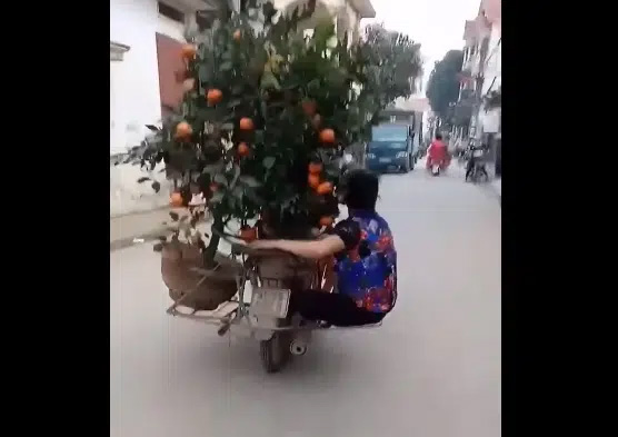 Clip: Người phụ nữ đu bám sau xe máy chở quất Tết để giữ cân bằng khiến cư dân mạng vừa trầm trồ vừa sợ hãi!-2
