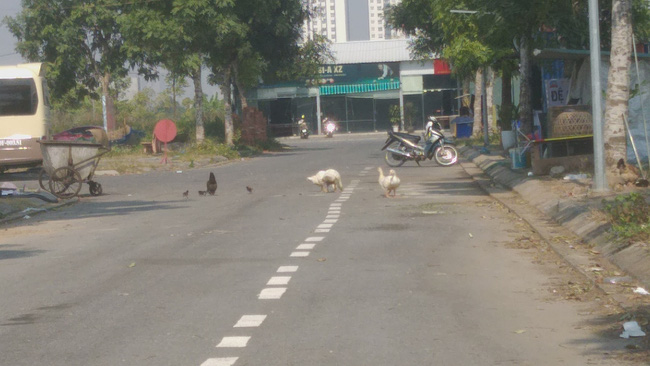 Giáp Tết đến ngắm vịt chạy bộ trong KĐT nghìn tỷ của đại gia điếu cày: Dân khốn khổ vì có đất mà không được xây nhà dù đang phải trả nợ khủng-1