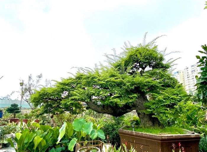 Vì sao cụ me dáng thác đổ mây bay ở TP.HCM mãi ế dù nhiều năm không tăng giá?-1