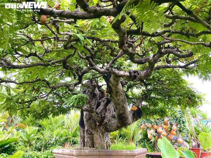 Vì sao cụ me dáng thác đổ mây bay ở TP.HCM mãi ế dù nhiều năm không tăng giá?-3