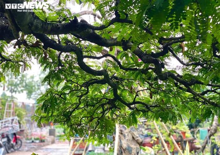 Vì sao cụ me dáng thác đổ mây bay ở TP.HCM mãi ế dù nhiều năm không tăng giá?-4