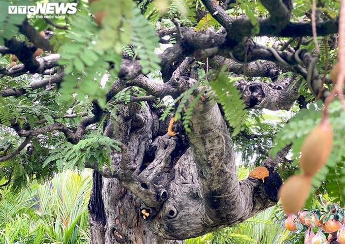 Vì sao cụ me dáng thác đổ mây bay ở TP.HCM mãi ế dù nhiều năm không tăng giá?-5