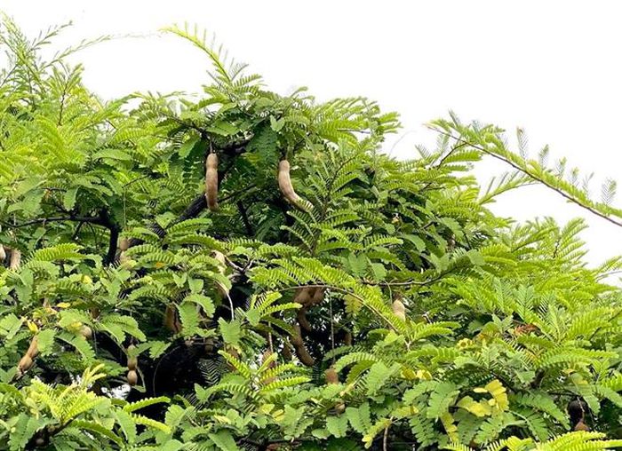 Vì sao cụ me dáng thác đổ mây bay ở TP.HCM mãi ế dù nhiều năm không tăng giá?-7