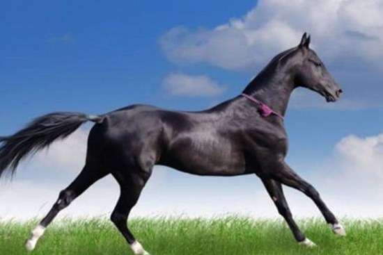 Hết năm là hết vận xui, top 3 con giáp chỉ đợi qua đêm giao thừa để đổi vận, năm mới giàu sang, phú quý sung túc, muốn nghèo cũng khó