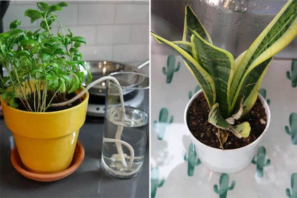 Mẹo bảo quản gấc để cả năm không hỏng, mỗi lần nấu vô cùng tiện lợi-2