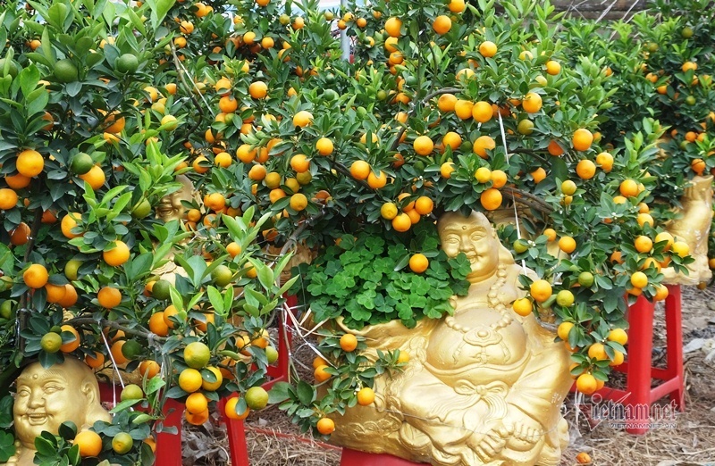 Kéo nhau đi mua ‘quất thần tài’ giá 1,5 triệu đồng-1