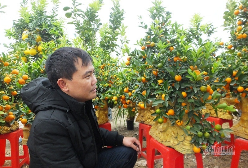 Kéo nhau đi mua ‘quất thần tài’ giá 1,5 triệu đồng-3