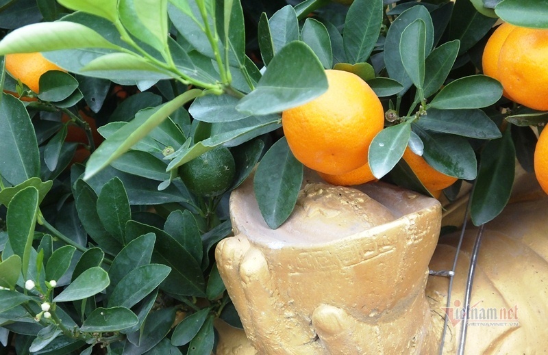 Kéo nhau đi mua ‘quất thần tài’ giá 1,5 triệu đồng-4