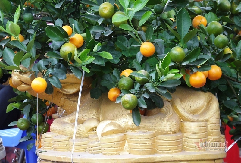 Kéo nhau đi mua ‘quất thần tài’ giá 1,5 triệu đồng-10